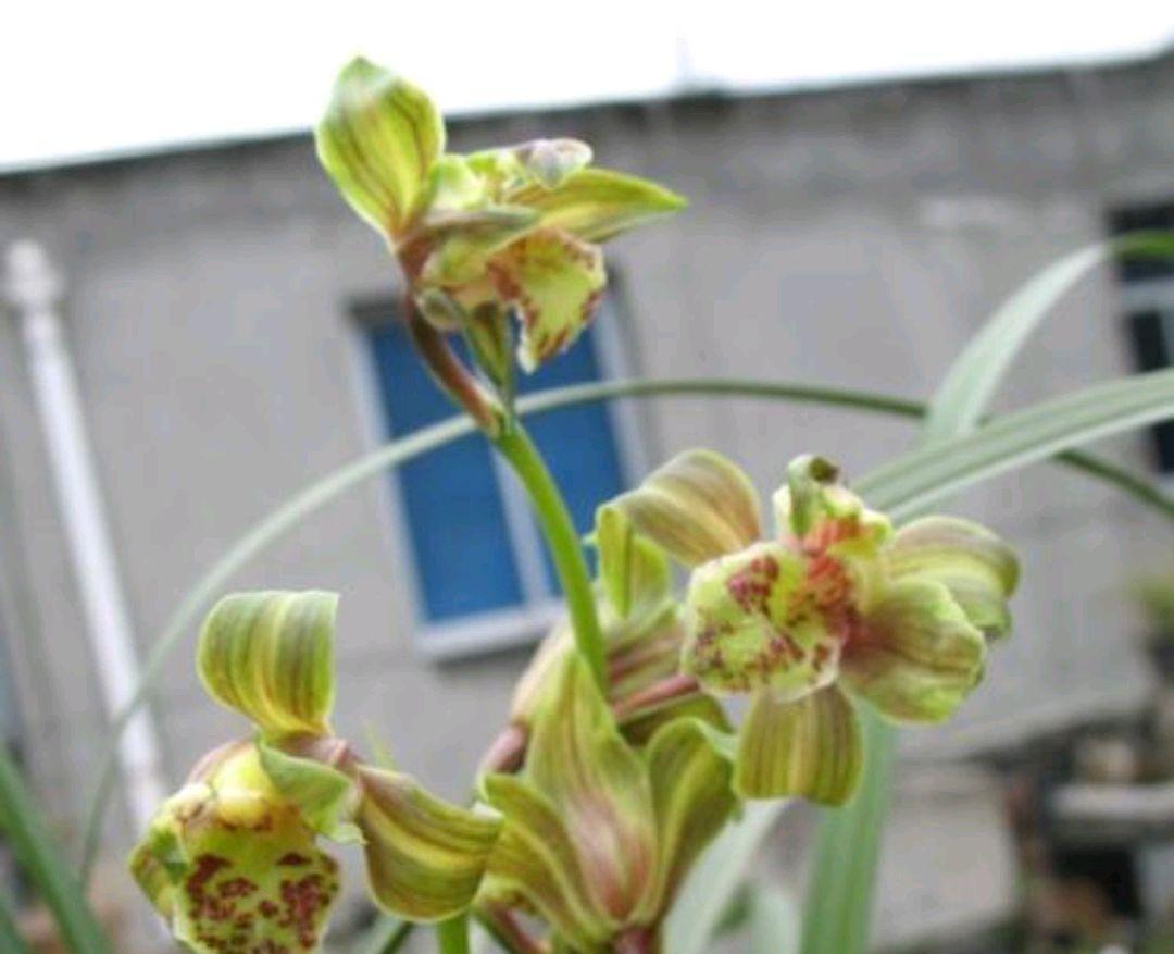 惠兰开花美,冬季养护很重要,该如何养护