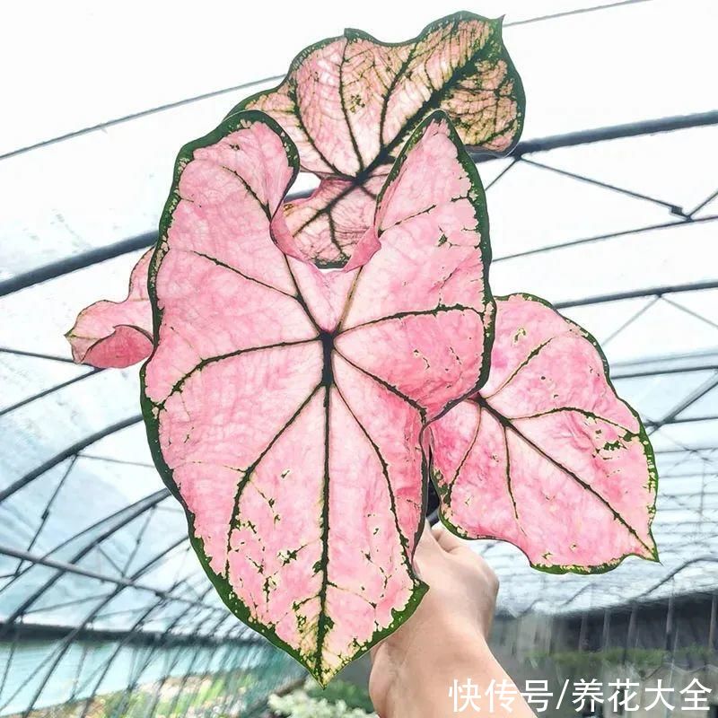 调色板|1种绿植特上档次,叶子五彩斑斓,像打翻了调色板