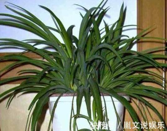 6种号称养不死的花,一不小心就能养爆盆,养花小白都能养很好