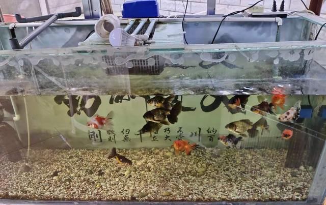 金鱼为什么尾巴脱落