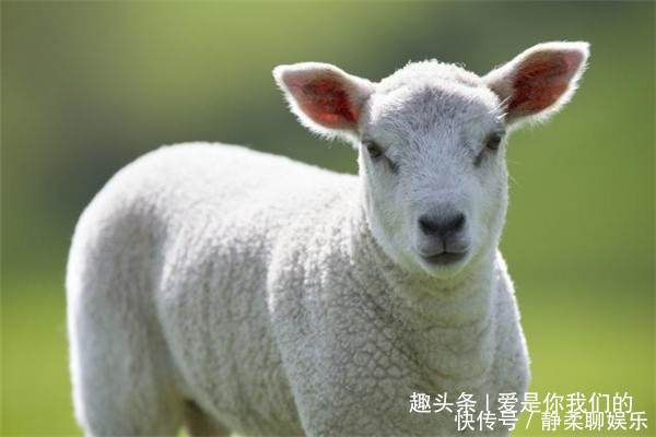 财禄|属羊的人在这八个吉日出生，一生富贵荣华，财禄厚重