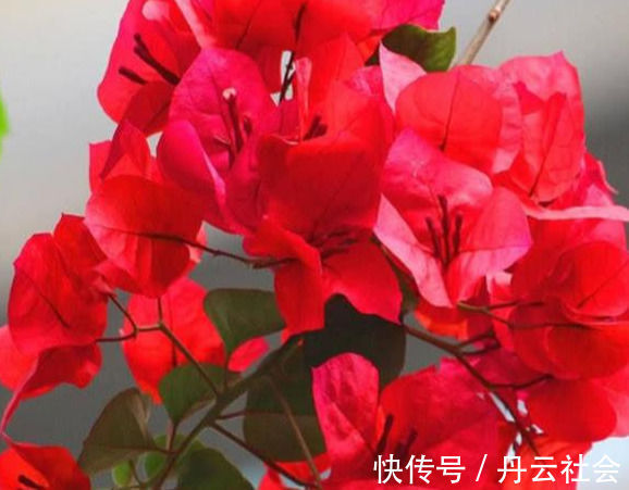 叶子花|三角梅的养护方法全在这里,赶快看看,超级实用