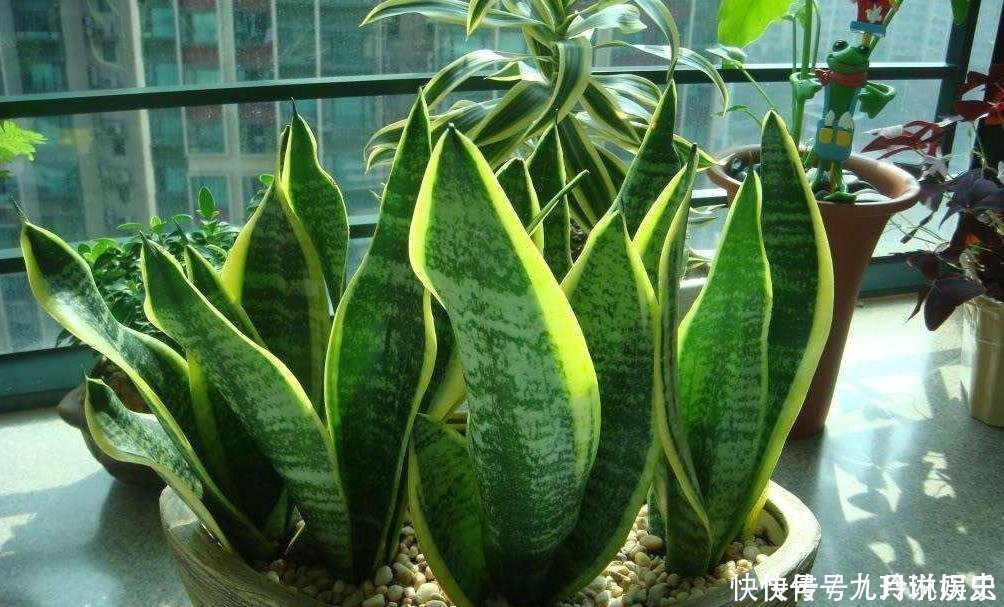 厨房这些东西用来养虎皮兰,很快长出侧芽一盆变几盆,省钱又方便