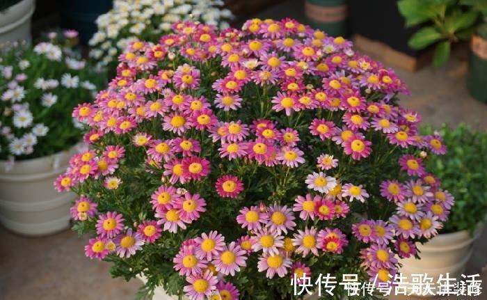 夏天|5种花，夏天要“狠修剪”，剪的越多，花枝越多，好度夏