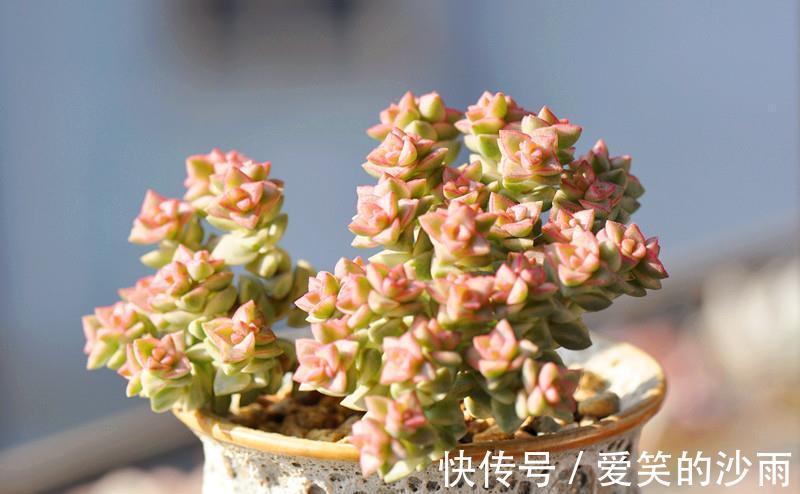 多肉植物|多肉植物的4大敌人,打败它们,让多肉长命百岁