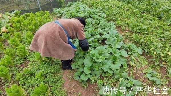 野菜|曾是“百菜之王”，被食用2千多年，现已沦为野生，土豆打败的？