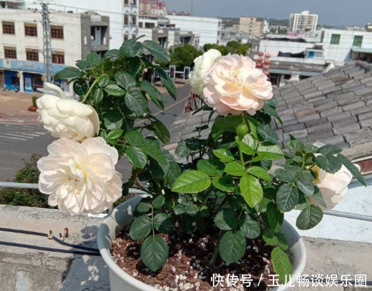 滴露消毒水孕妇有害吗