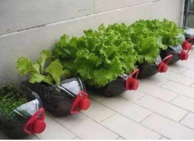 空油桶别扔,聪明人用来种菜种花,省了很多钱,别赔了夫人又折兵