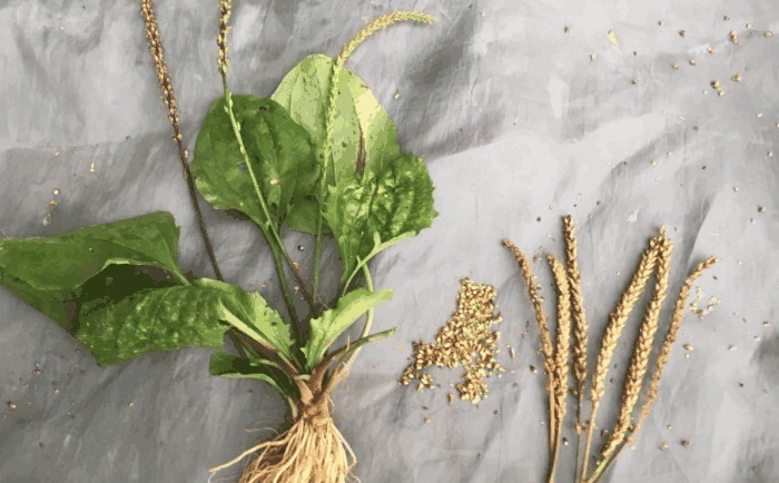 车前草|医生提醒车前草浑身都是宝，可惜很多人不知道，现在知道还不晚