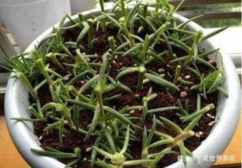 3种花不用买，几根枝条扔水里，10天冒白根，轻松养爆盆，花也旺