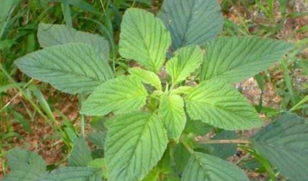 餐桌|农地里一种野菜，养心平肝降三高，被称为餐桌上的“胰岛素”