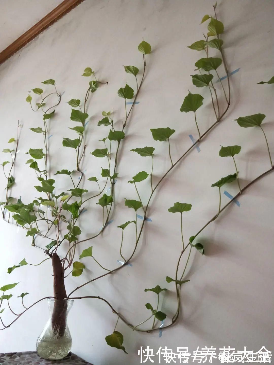 叶子|人参萝卜开花了,我种的花,都是这么奇奇怪怪