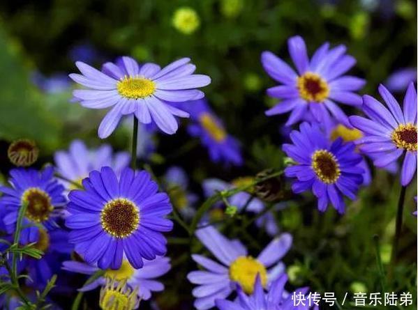 这几款小花，便宜又好养，长势茂盛，花大服盆快，全年开花不断