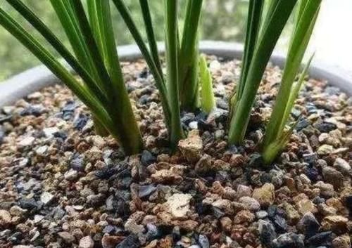 兰花植料不用买,2种软硬材料掺一起,疏松透气,兰株长得旺