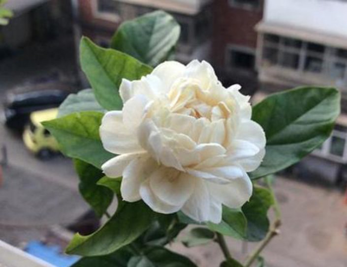 茉莉花|茉莉中的极品,比栀子香10倍,庭院养一株,香飘满园,不种后悔