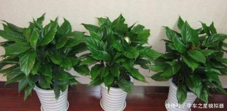 5种“植物”,寓意吉祥还“招财”,可以多养三四盆,比发财树强!