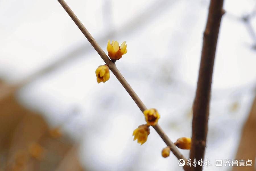 暗香|壹图集｜泰城五处赏梅寻香地盘点，不容错过的暗香涌动