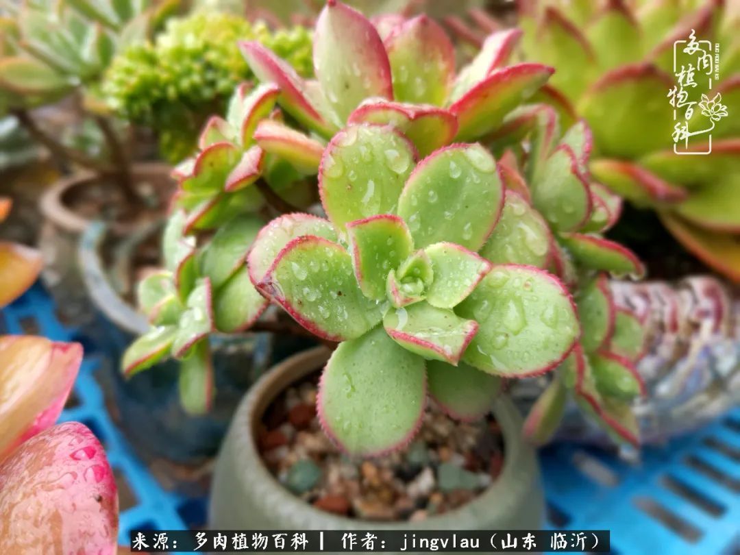 花月|多肉露养度夏，没遮阳没遮雨，有惊无险！