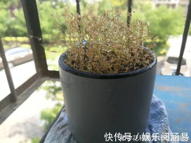 10种不能淋雨的花,淋完雨就死,盆栽养花注意事项