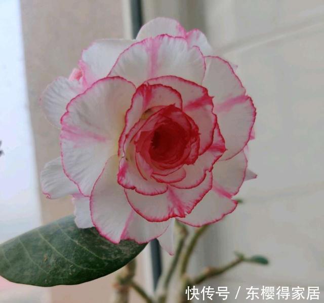 花根|天气热了,这三种花,少浇水,更爱开花