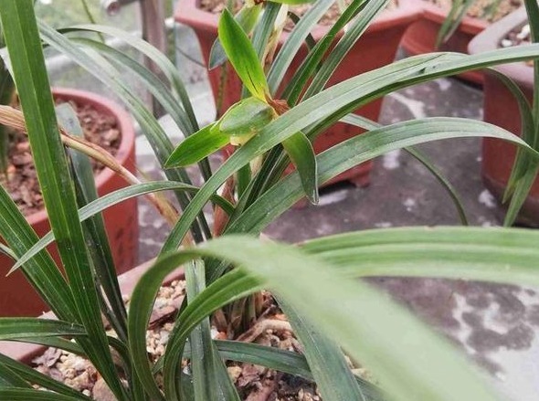 兰花长得慢，1种“果皮”用一用，加上“营养水”，爆盆不停！