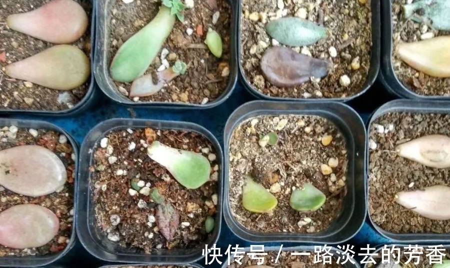 适宜|多肉叶插不生根,教你叶插五要素,10天就能长出小胡须