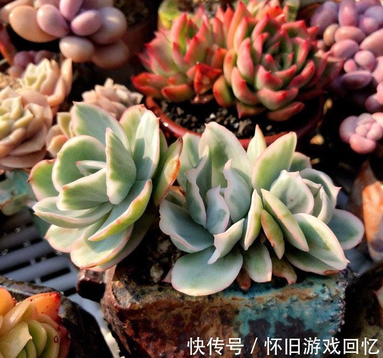 症状|多肉的黑腐病是什么症状,应该怎么正确处理