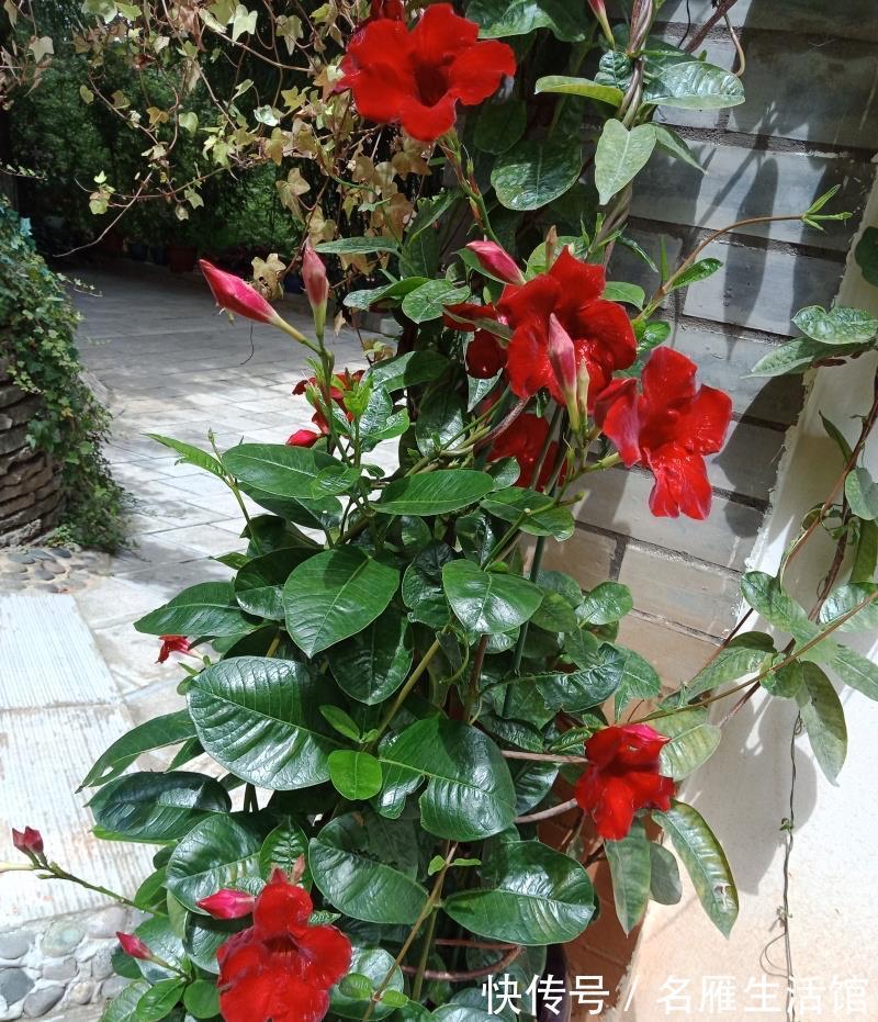 飘香藤|在夏季很好养的“一种花”,不惧高温,开出又美又大鲜艳亮丽的花