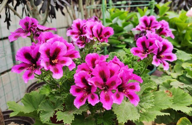 夏季|家里阳台别乱养花了,只要养好这一种,四季都能开花,还不招蚊虫