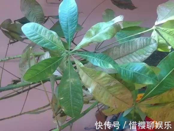 发财树叶子落光快死了别担心,只要简单几招就能生机勃勃