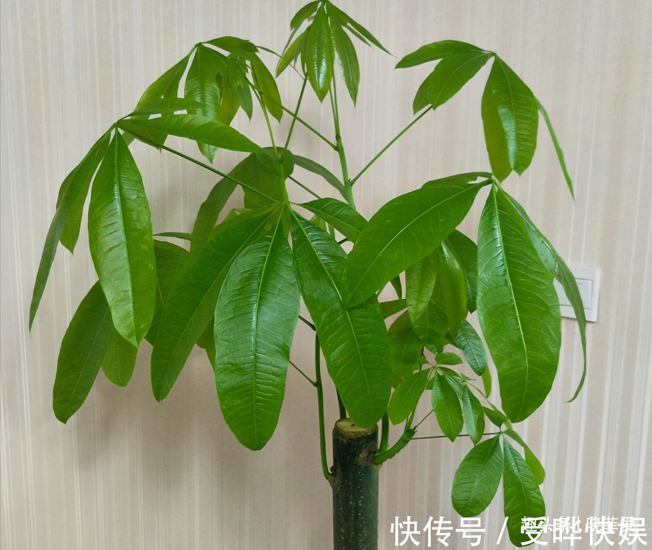 新根|4种“吉利花”,被水浇死了不要扔,简单处理又能长满盆