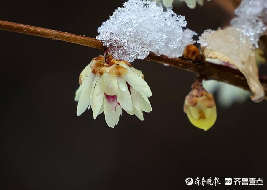 stmuthpc1800|飞雪迎春来，腊梅凌寒开