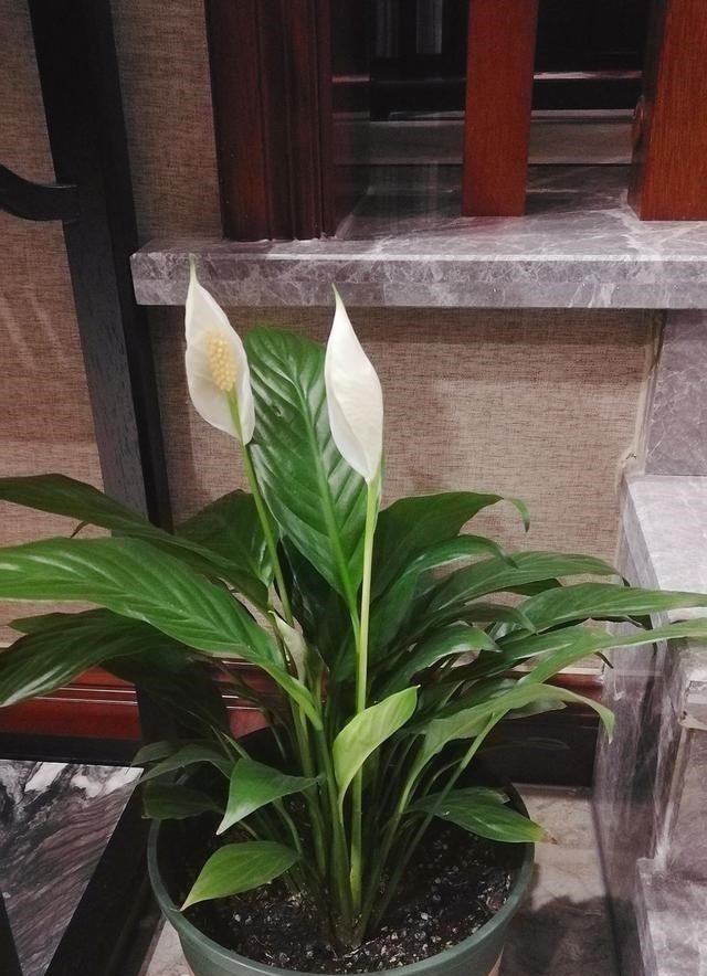 耐阴花|12种耐阴花,适合养在卫生间里,光不好也能呼呼长!