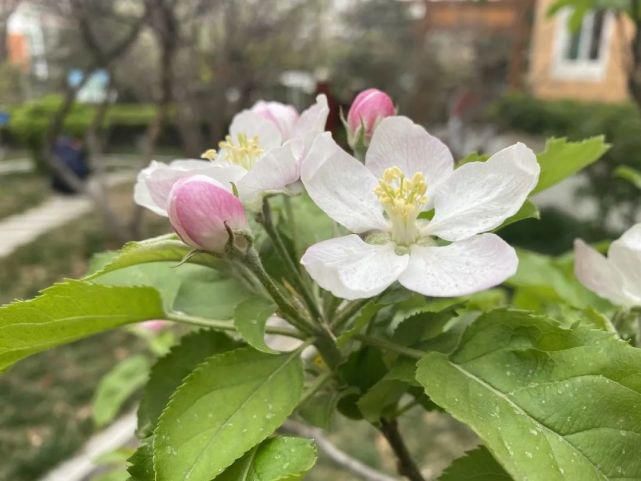 舒卷烟霞自掩映，半山芳菲绕窗棂 ——开元邀你来赏花（一）