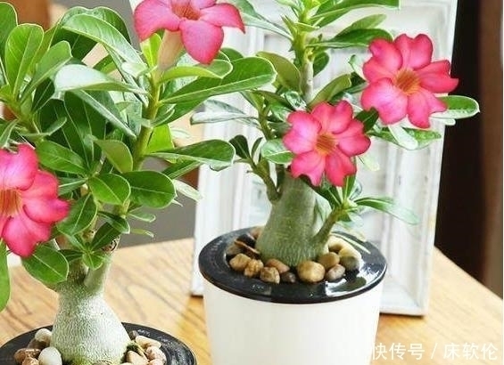 练手|这5种盆栽植物,不浇水反而越长越好,最适合新人练手