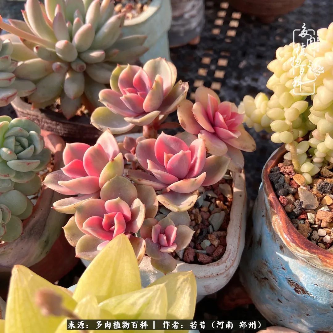 迷你小院儿，种满多肉、花草和蔬果，沉醉在自己的世外桃源！