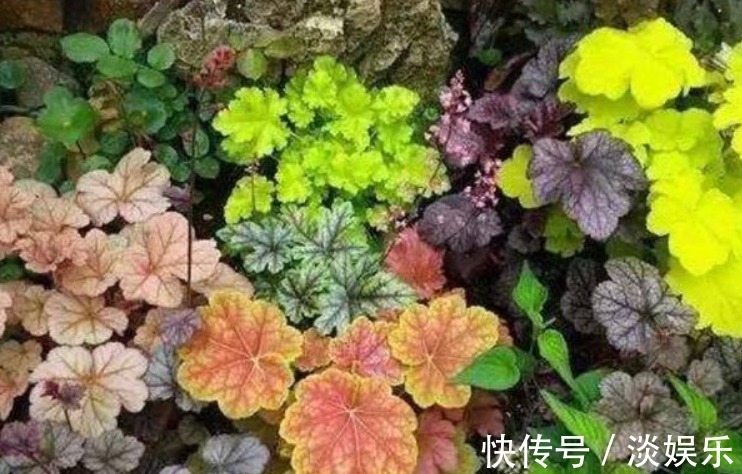 调色盘|养花就养它，它是花中“迪丽热巴”，浓烈又热情，艳丽极了！