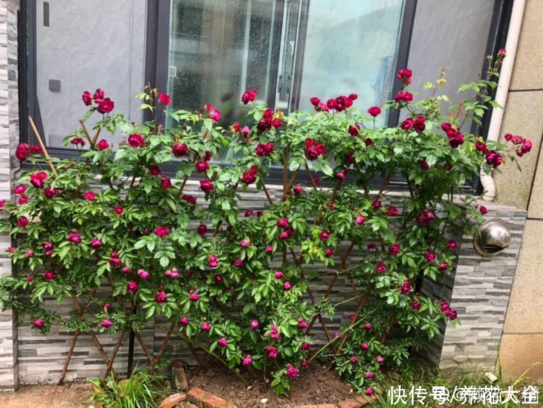 月季|养花“黑名单”实在太难养，心累