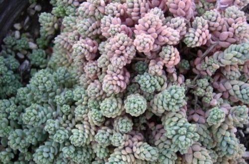 4种多肉，容易繁殖，一盆变多盆，下个“养肉大户”就是你