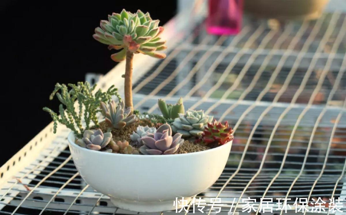 养多肉，别小看浇水，注意方法和对象，盆栽才不出问题