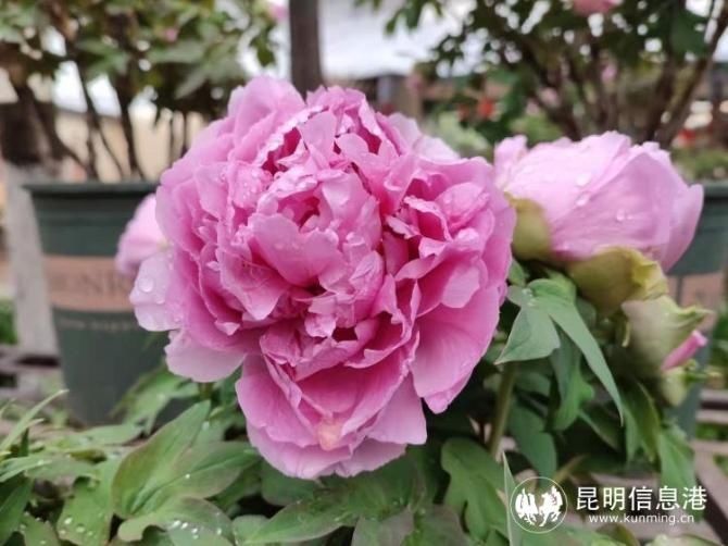 春节到昙华寺木瓜花树下迎接火红牛年