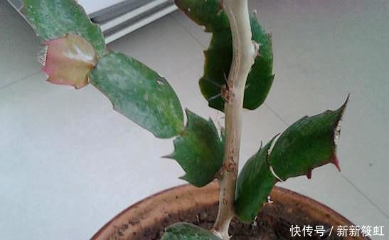 “嫁接”蟹爪兰,不注意这个“小细节”,成活率基本为“零”