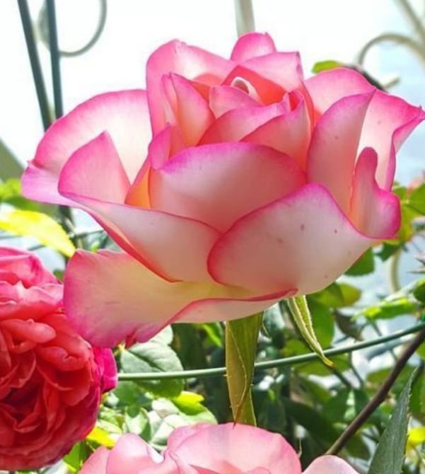 夏天养此款花卉，不怕冷、不怕热，开花漂亮花期长！