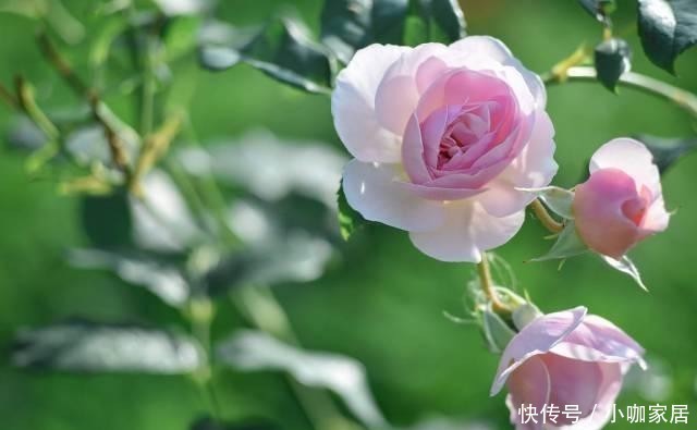 花草|冬季养花,晨起少做4件事,花草或会“感激”你