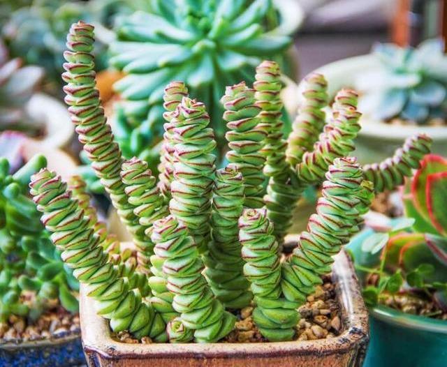 多肉钱串子，换盆有技巧，避开“死亡季”，“小铜钱”越长越多