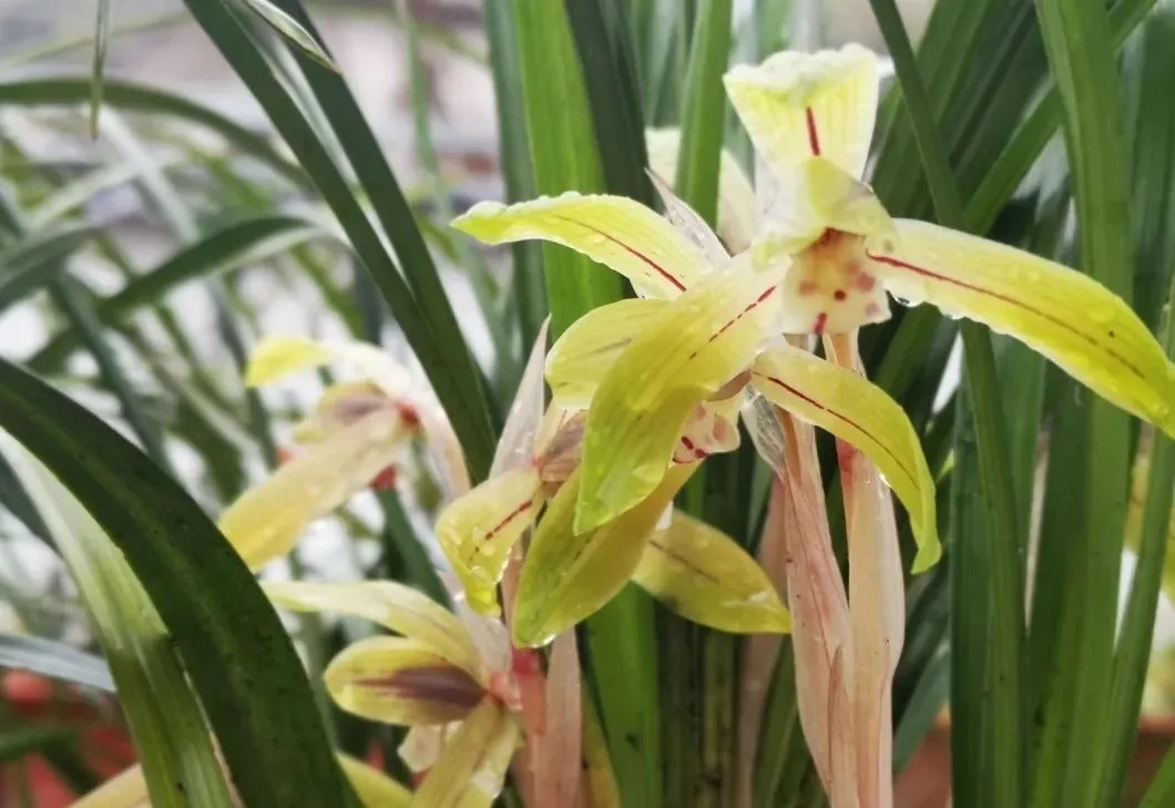 松针腐殖土养兰花，做好两件事，来年春天有好植料