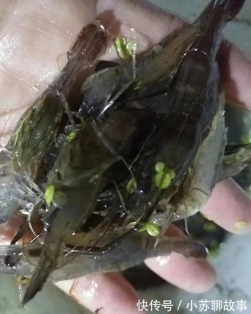 成果|女网友晒钓虾成果，赢来网友一片喝彩！