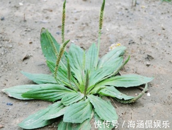 小便|野地车前草,养生大功效!车前草有七大顶级妙用,极少人知道!