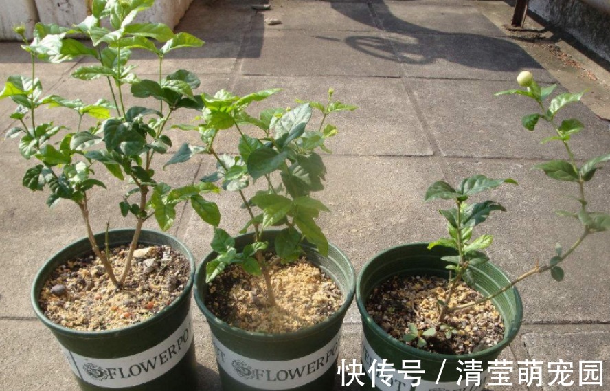 养虎头茉莉,天热处理好这3点,天一转凉,盆栽状态越来越好