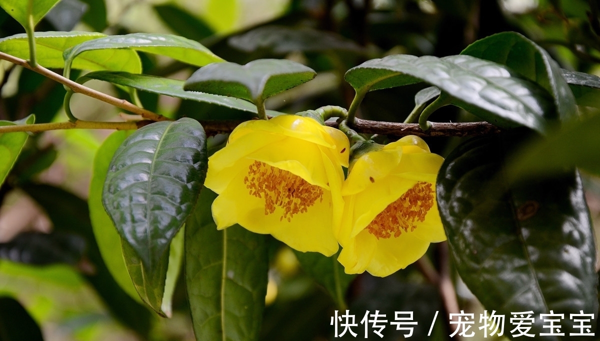 金花茶|正在“灭绝”的稀有茶花，花大如盆，满园飘香，食用观赏两不误